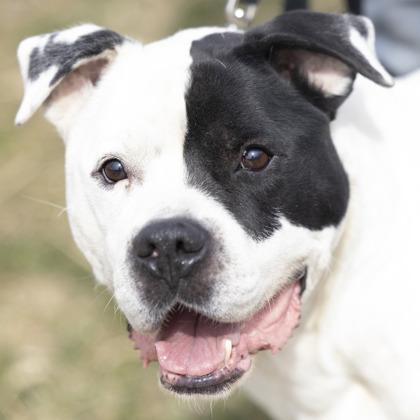 Milo, ADOPTABLE, Adult Male American Bulldog.