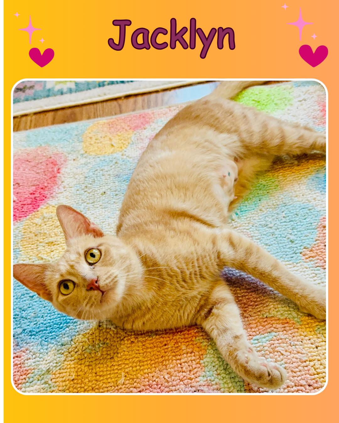Jacklyn , ADOPTABLE, Young Female Domestic Short Hair.