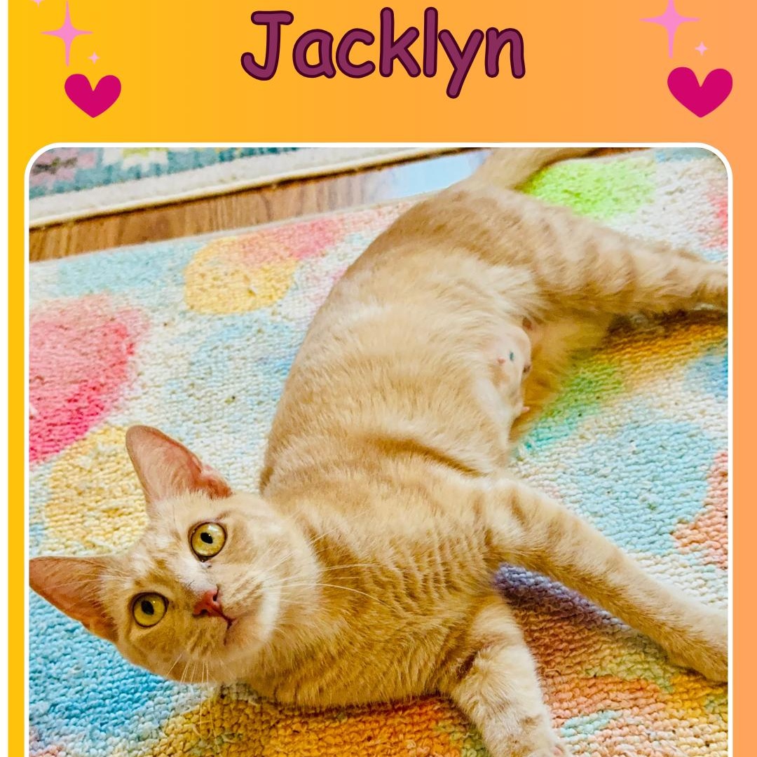 Enlarge Jacklyn , a ADOPTABLE Domestic Short Hair in Bronx, NY image 1/2