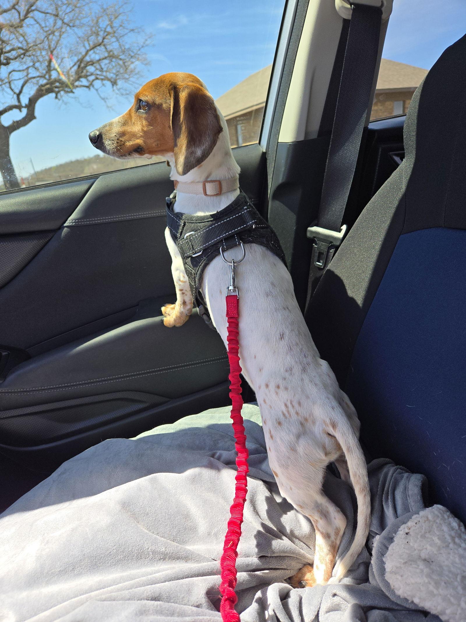 Salami, Adoptable, Adult Male Dachshund.