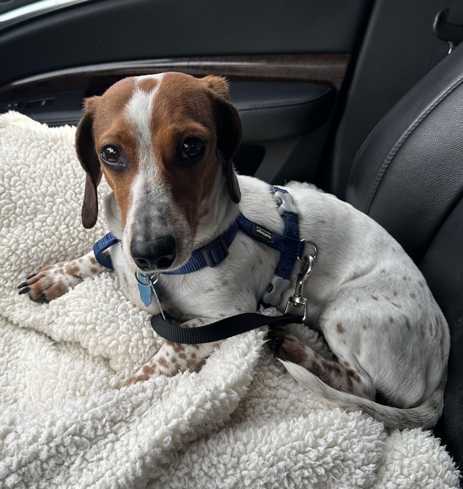 Enlarge Salami, a Adoptable Dachshund in Pearland, TX image 2/3