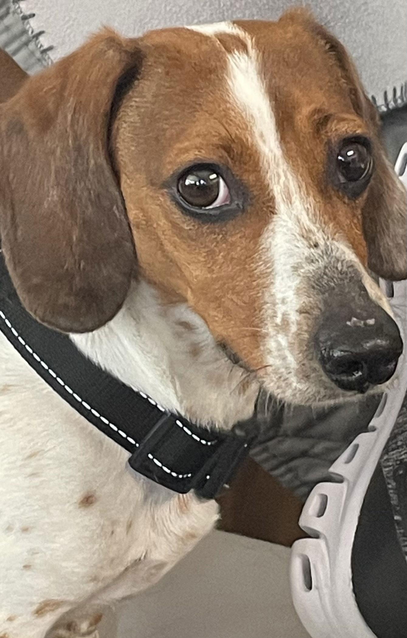 Enlarge Salami, a Adoptable Dachshund in Pearland, TX image 3/3