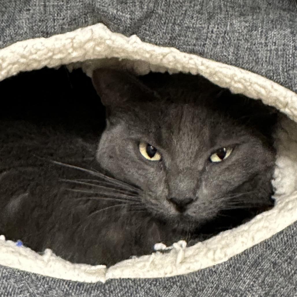 Enlarge Nipsy Jr., a Adoptable mixed breed in Durango, CO image 1/1