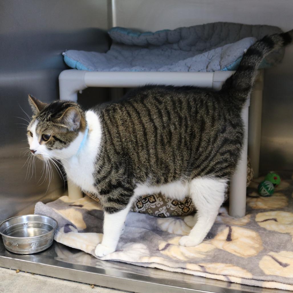 Logan, Adoptable, Adult Male Domestic Short Hair & Mixed Breed.