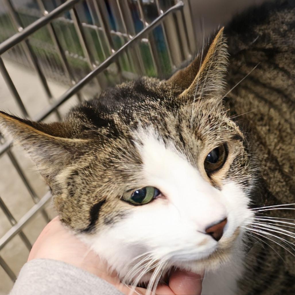 Enlarge Logan, a Adoptable mixed breed in Saint Cloud, MN image 2/6