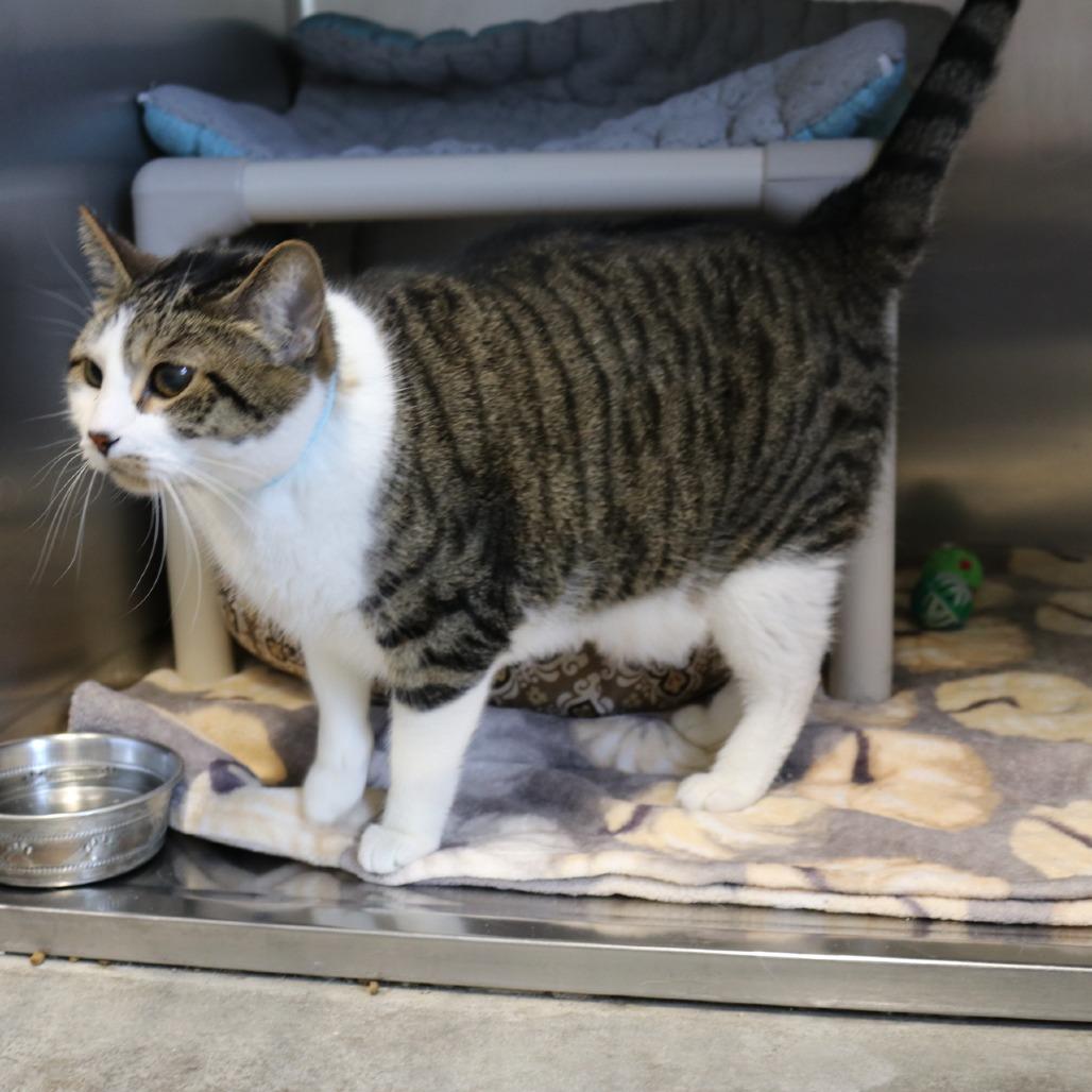 Enlarge Logan, a Adoptable mixed breed in Saint Cloud, MN image 3/6