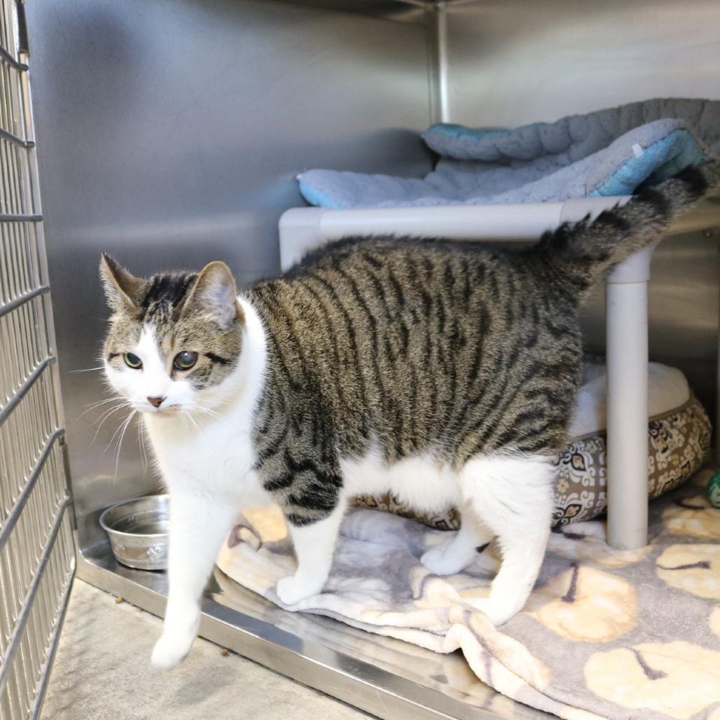Enlarge Logan, a Adoptable mixed breed in Saint Cloud, MN image 6/6