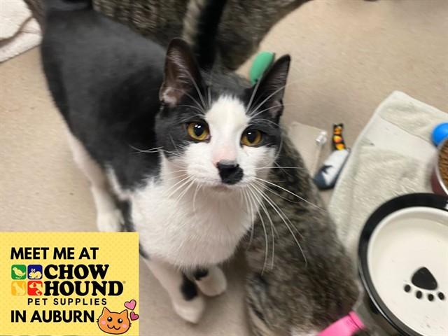 MICO, Adoptable, Young Male Domestic Short Hair.