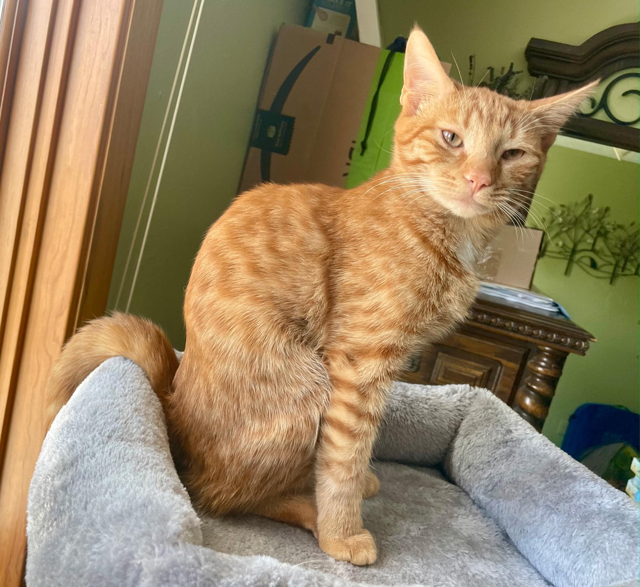 Goldie, adopted, Adult Female Domestic Short Hair.