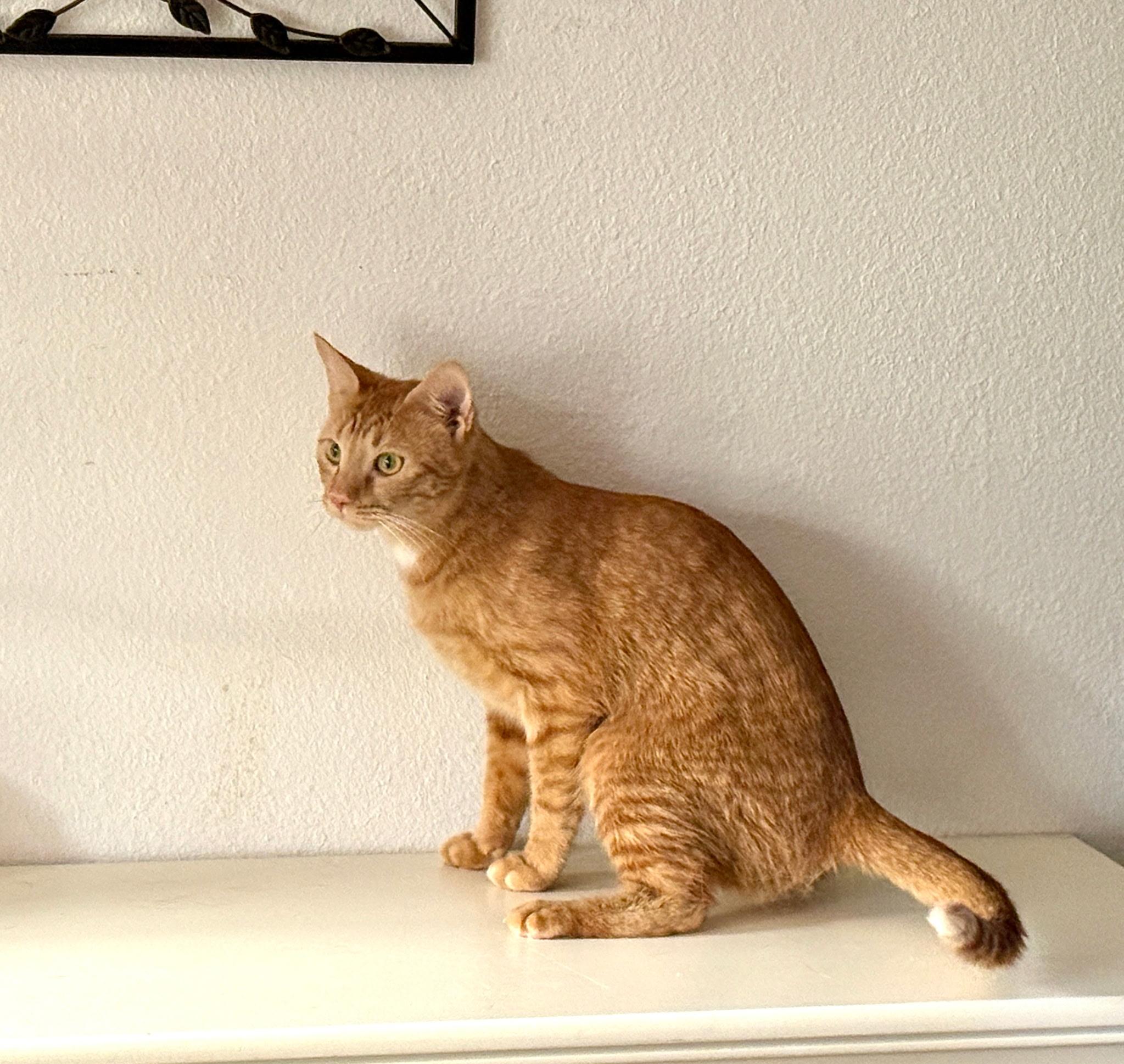 Enlarge Goldie, an adopted Domestic Short Hair in Aspen, CO image 2/2