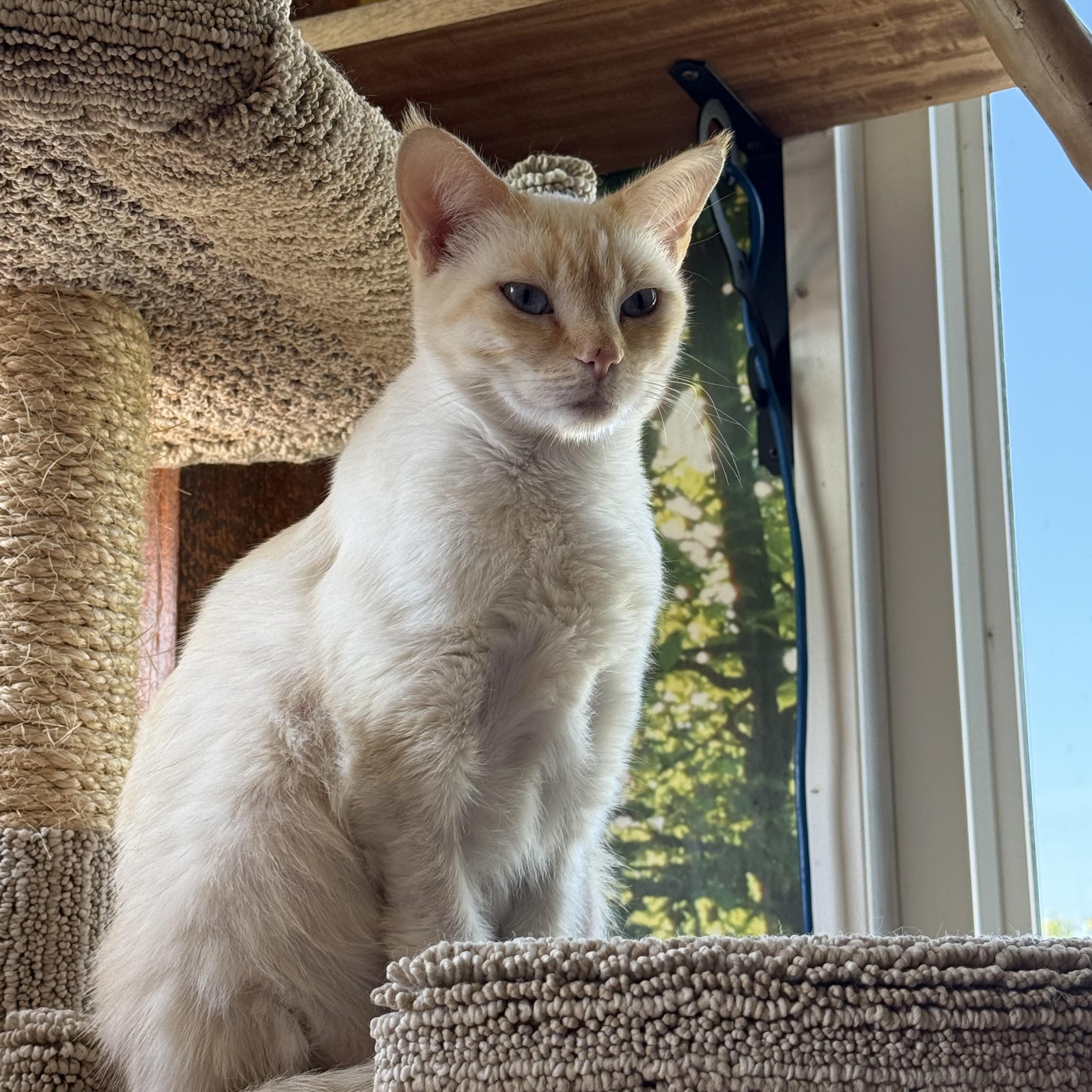 Flame, ADOPTABLE, Adult Female Siamese.