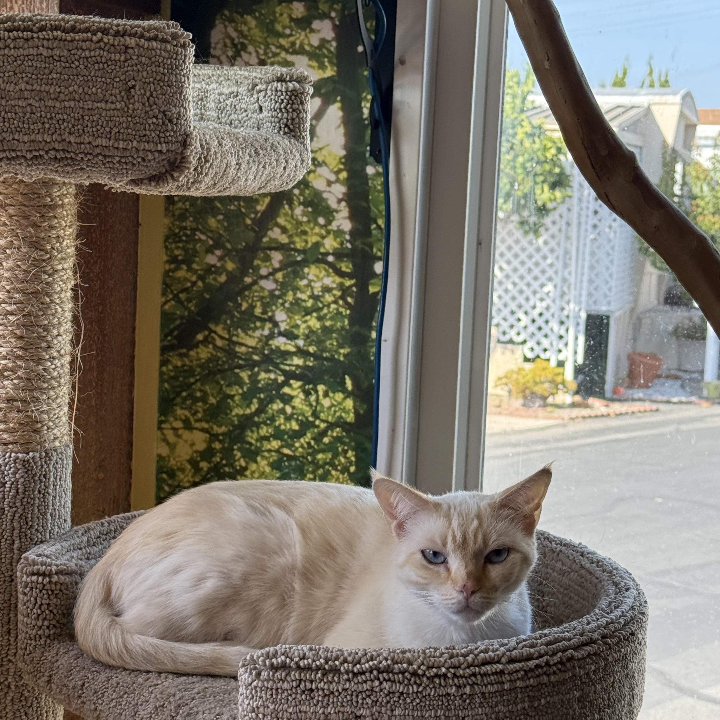 Flame, a ADOPTABLE Siamese in Costa Mesa, CA image 2/3