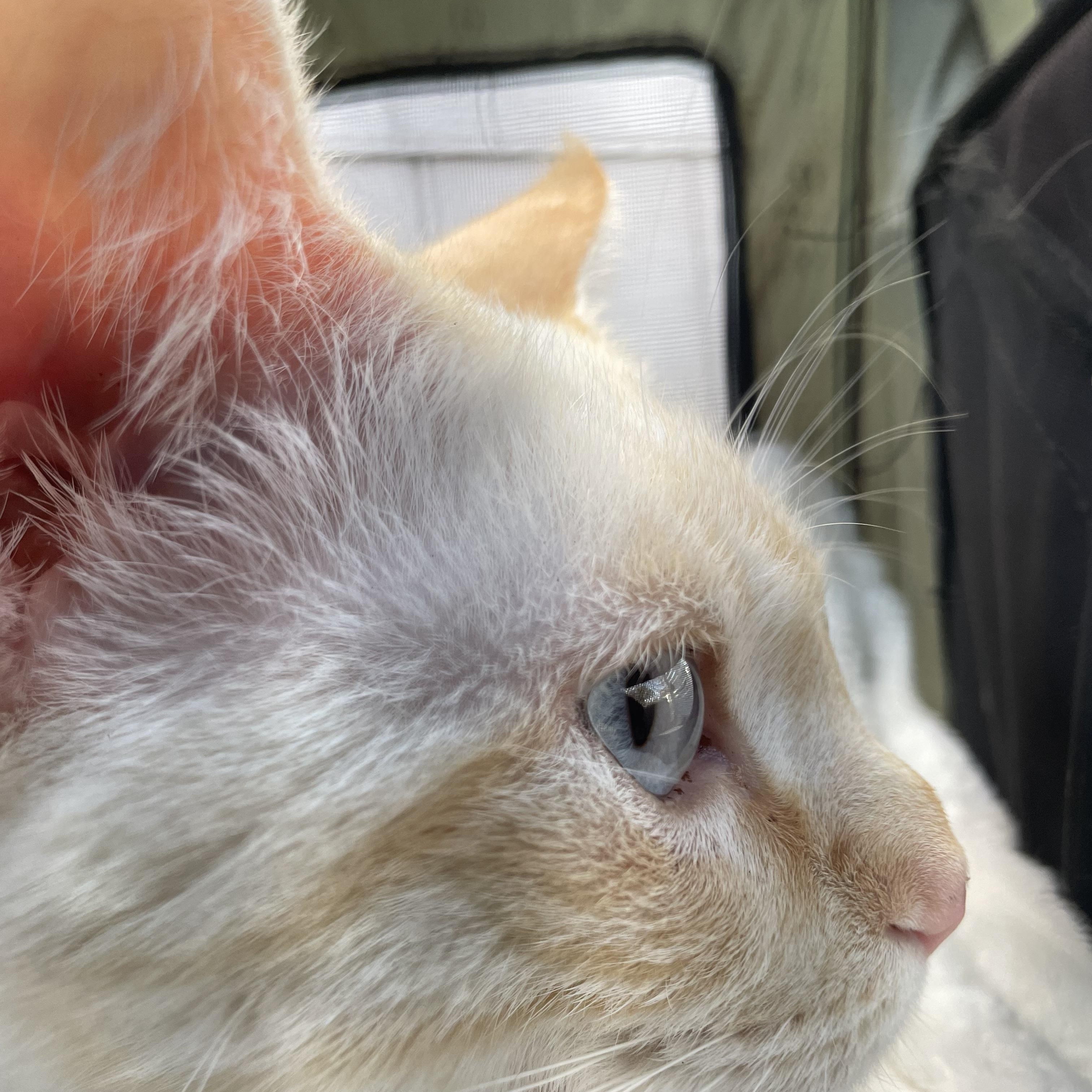 Flame, a ADOPTABLE Siamese in Costa Mesa, CA image 3/3