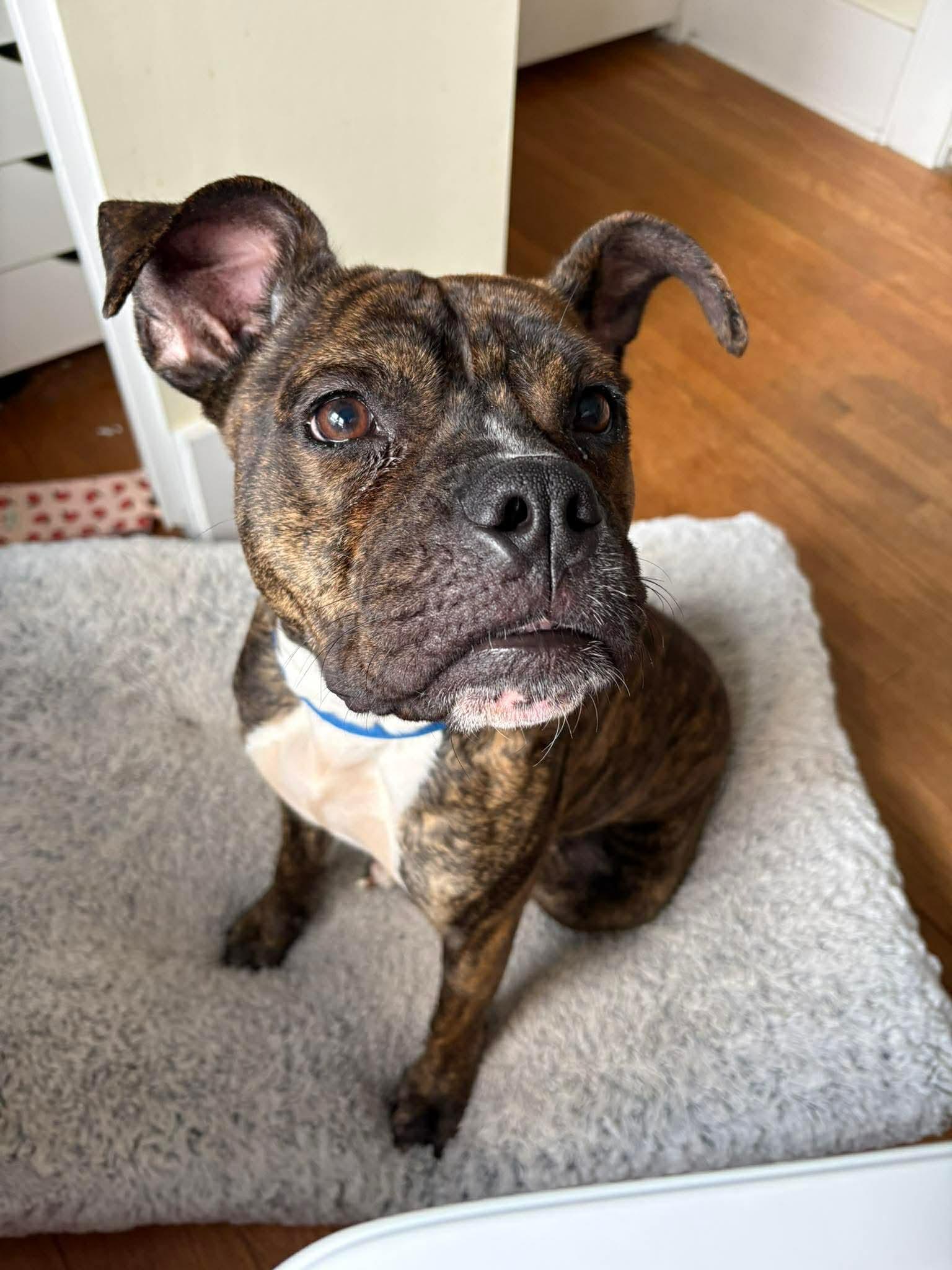 Enlarge Birdie, an adopted mixed breed in Clay, NY image 4/4