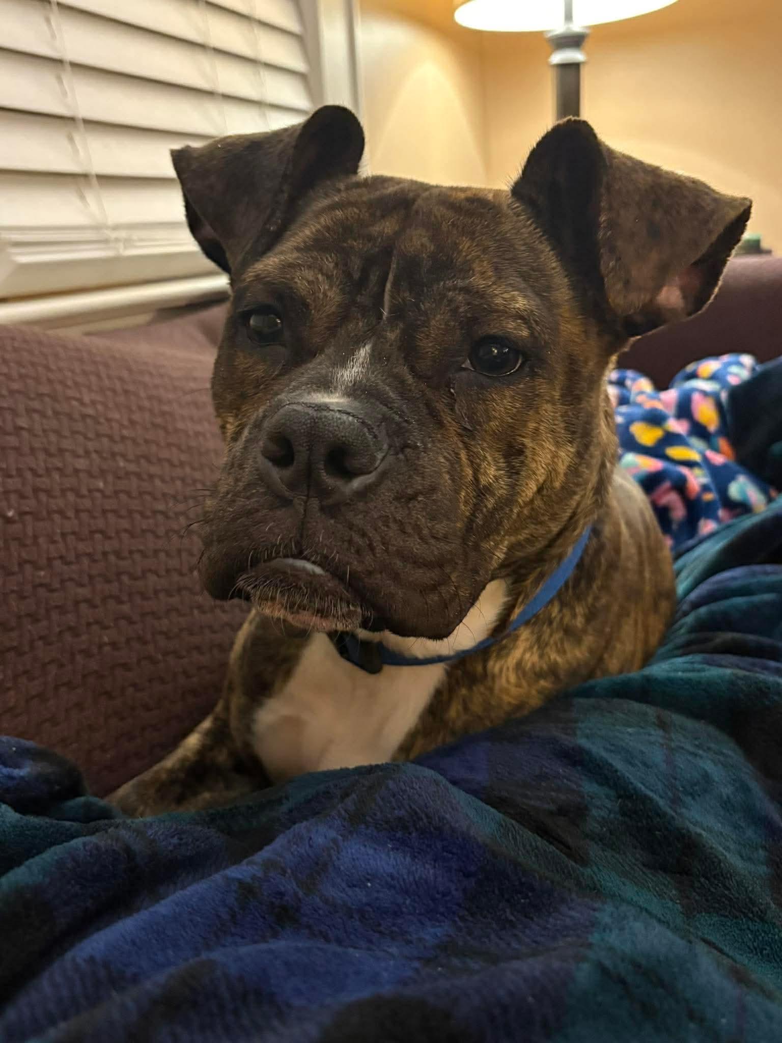 Enlarge Birdie, an adopted mixed breed in Clay, NY image 2/4