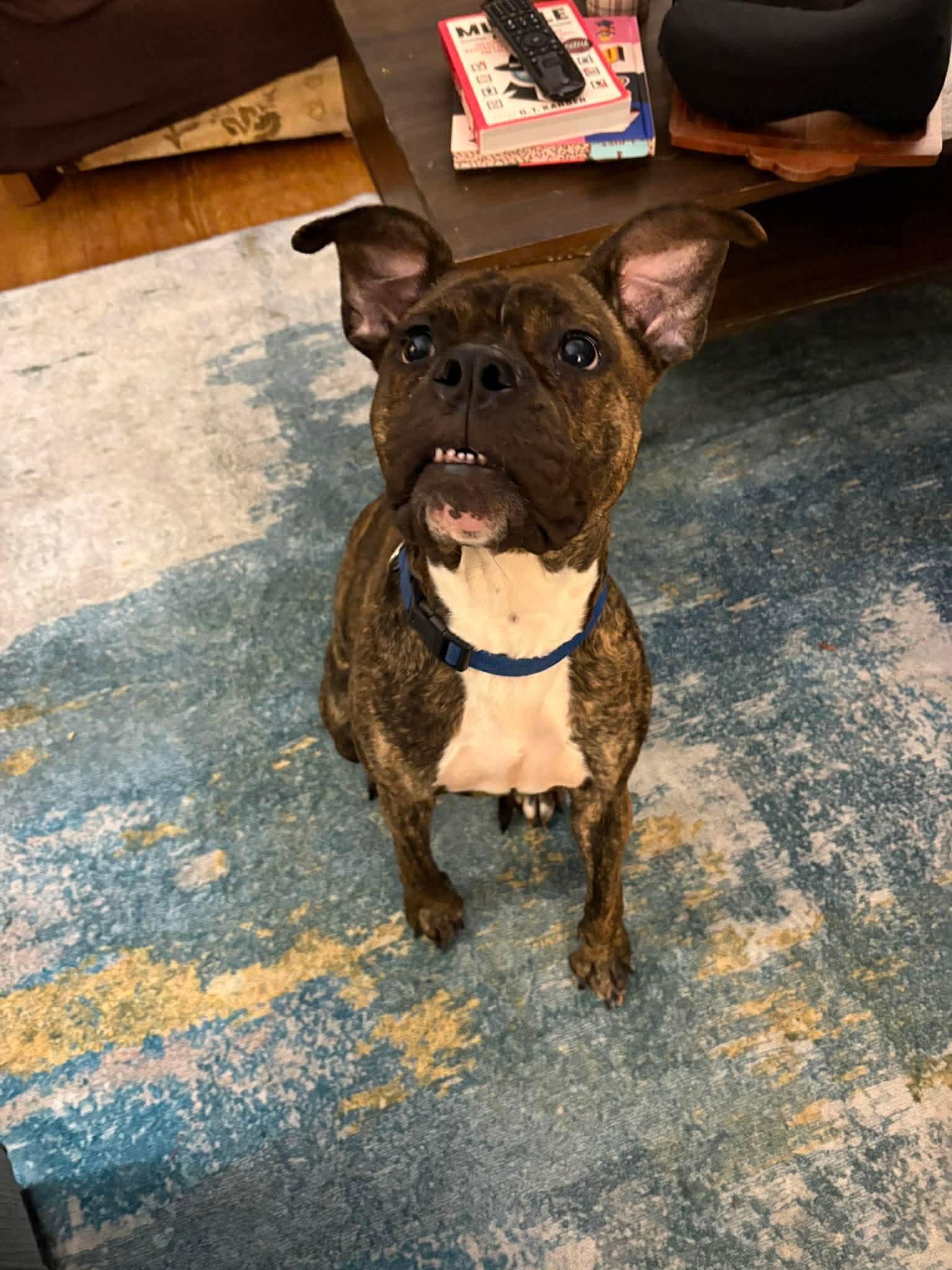 Enlarge Birdie, an adopted mixed breed in Clay, NY image 3/4