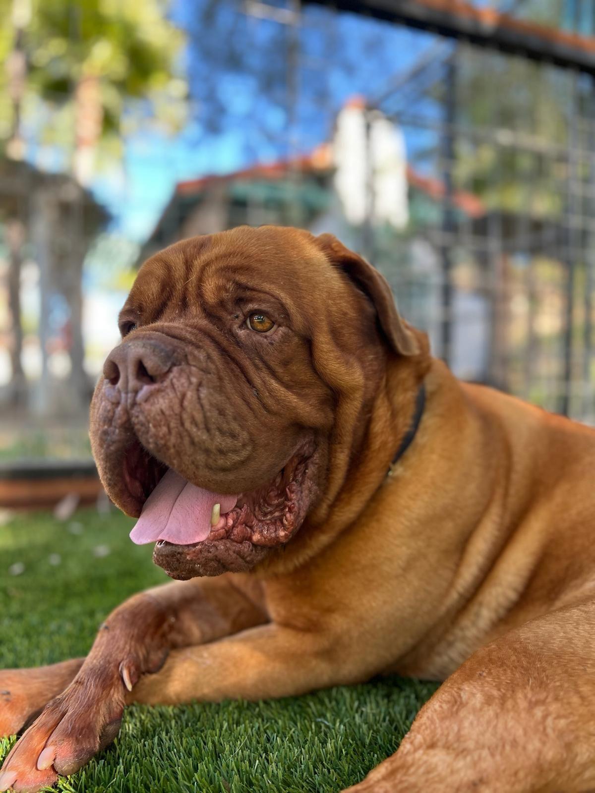 Enlarge Hercules, an adopted Dogue de Bordeaux in Los Angeles, CA image 1/6