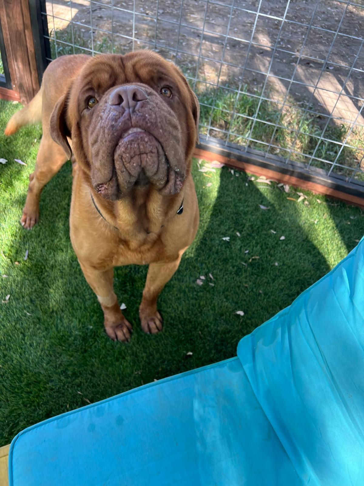 Enlarge Hercules, an adopted Dogue de Bordeaux in Los Angeles, CA image 6/6