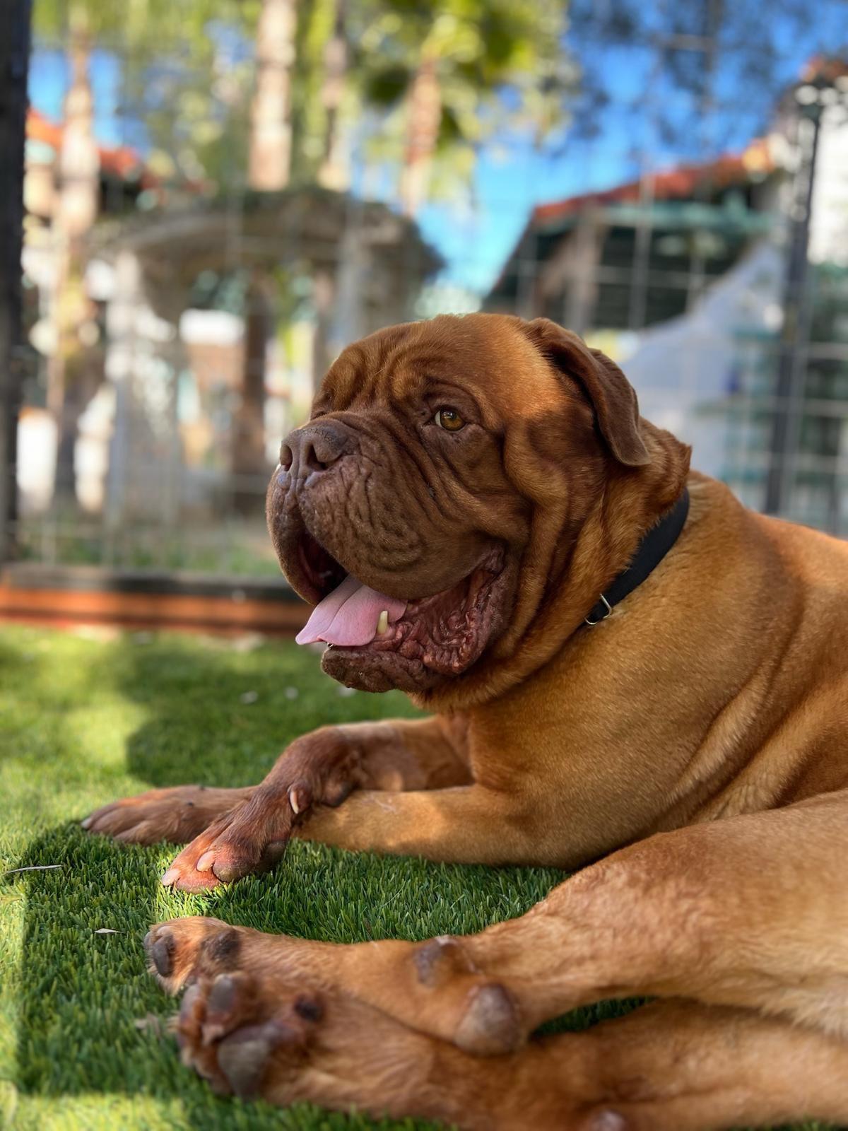 Enlarge Hercules, an adopted Dogue de Bordeaux in Los Angeles, CA image 2/6