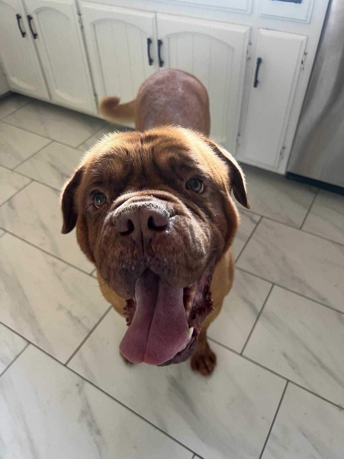 Enlarge Hercules, an adopted Dogue de Bordeaux in Los Angeles, CA image 4/6