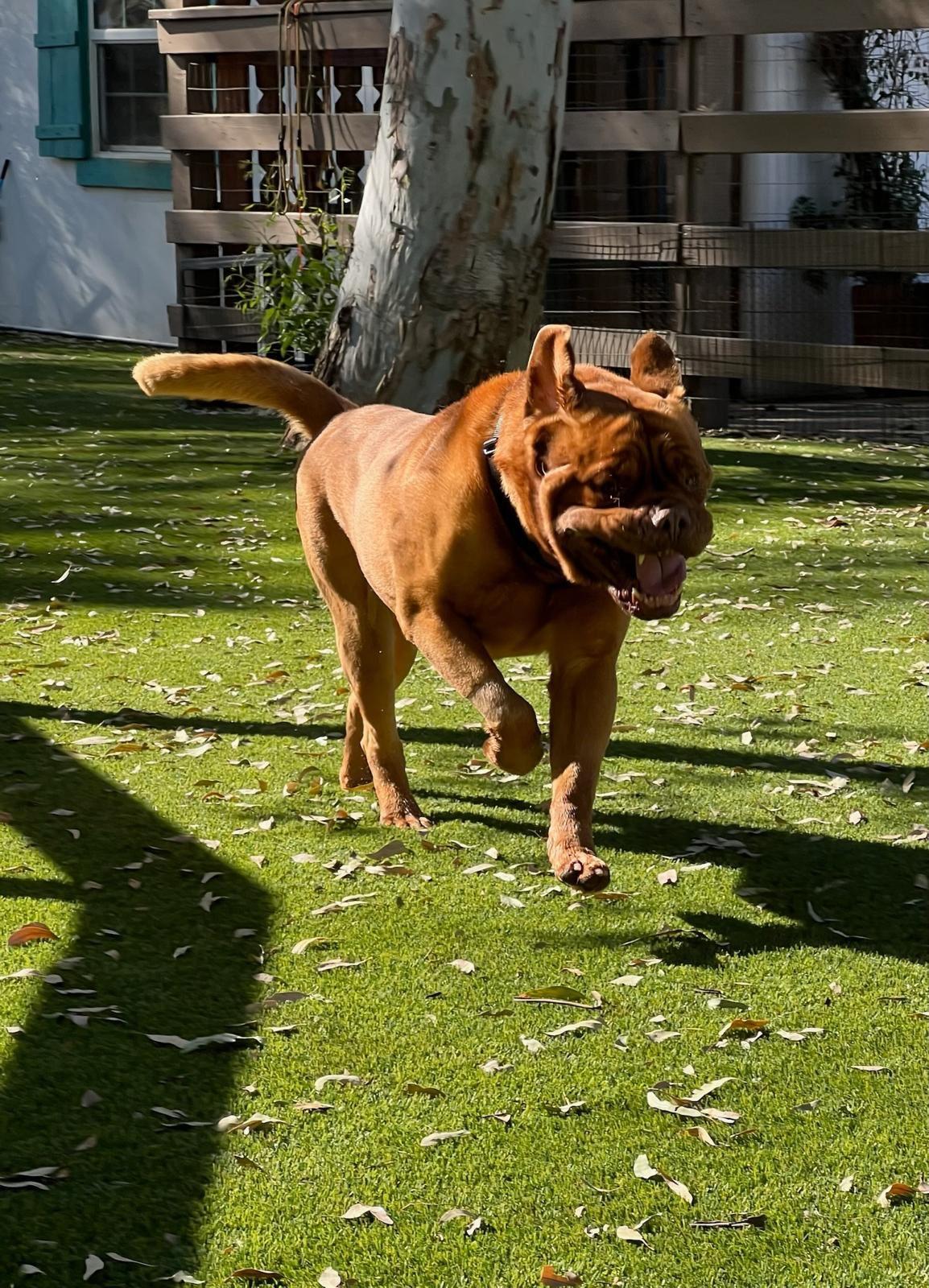 Enlarge Hercules, an adopted Dogue de Bordeaux in Los Angeles, CA image 3/6
