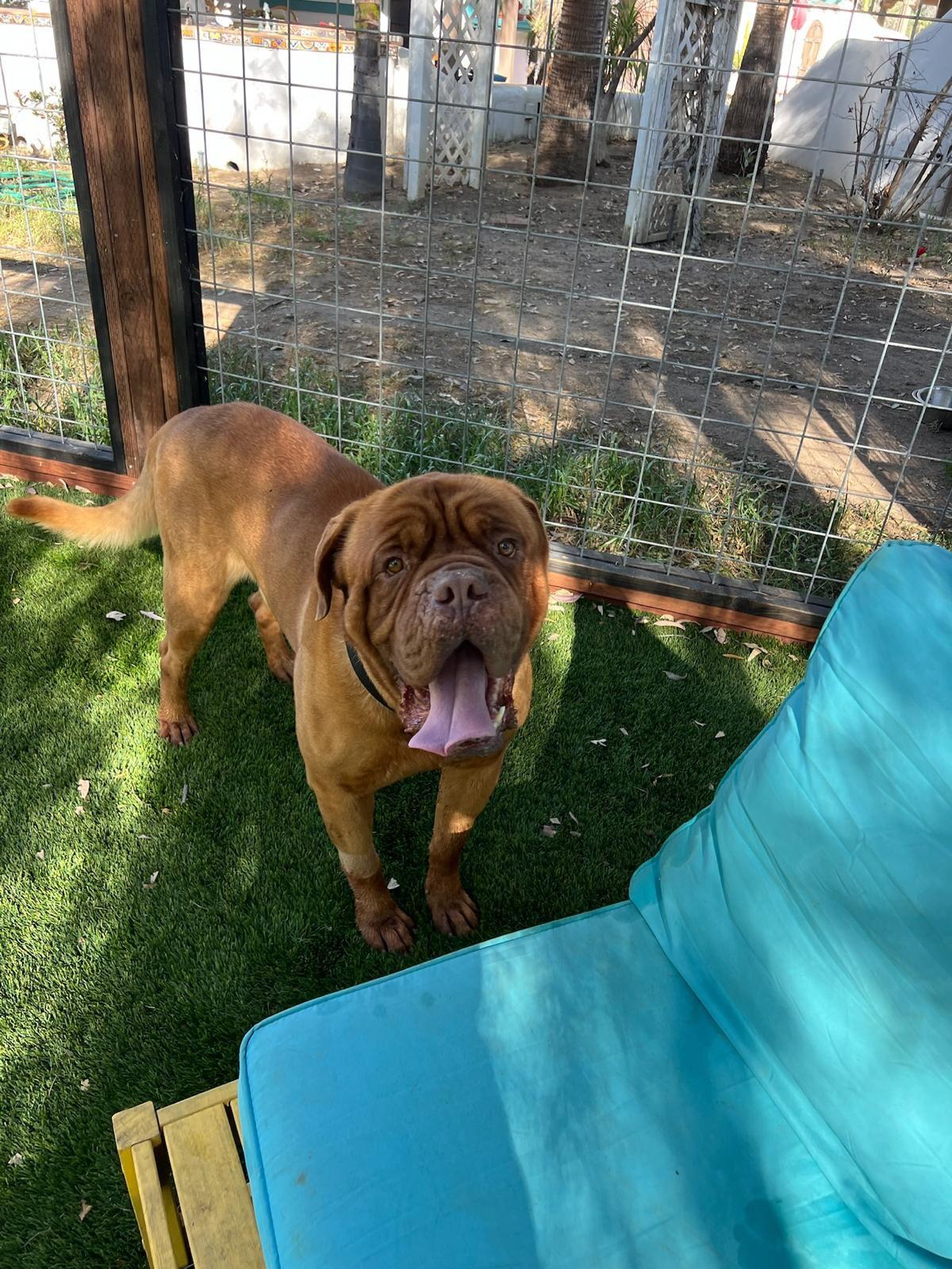 Enlarge Hercules, an adopted Dogue de Bordeaux in Los Angeles, CA image 5/6