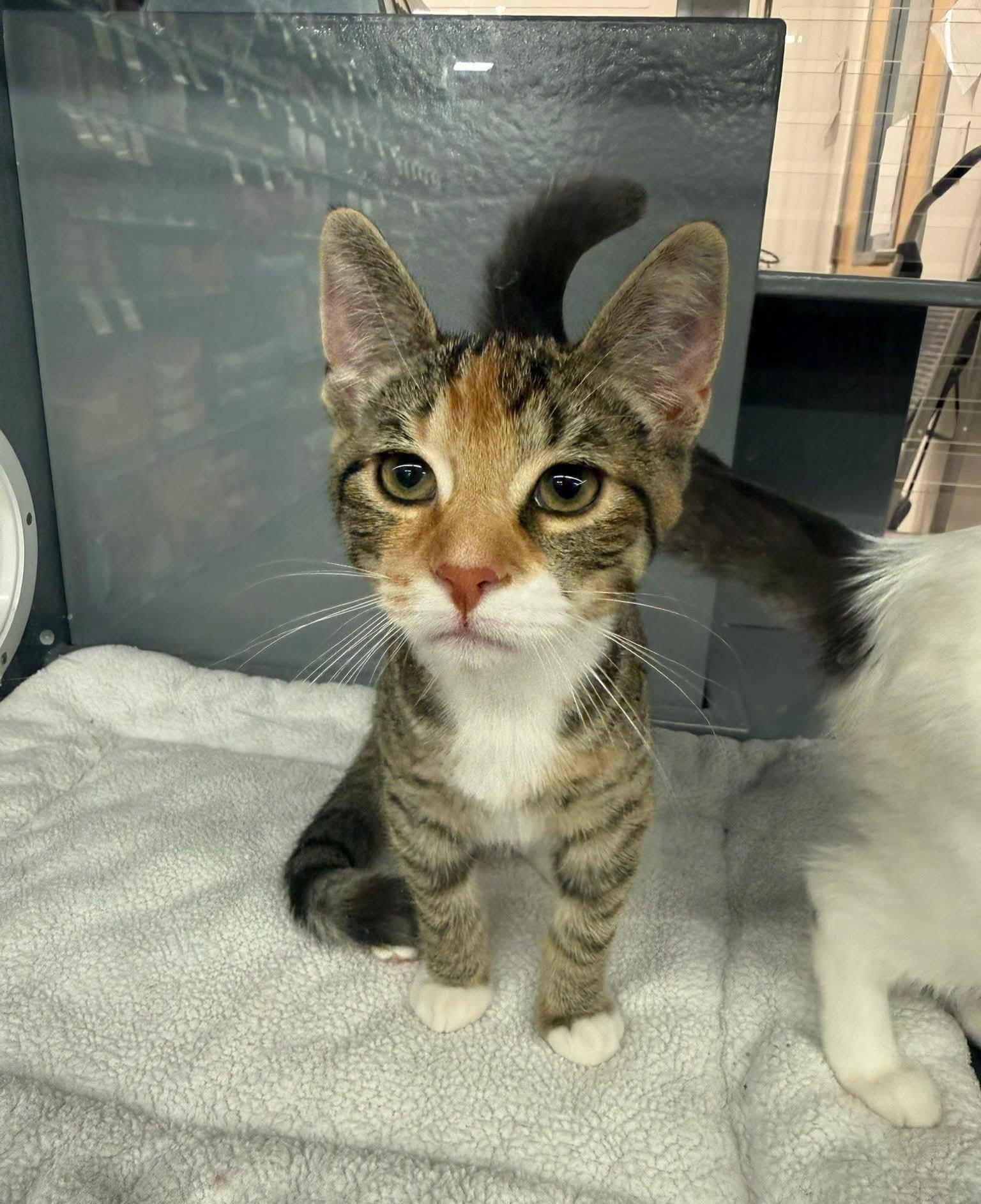 Pebble, Adoptable, Kitten Female Calico & Tabby.