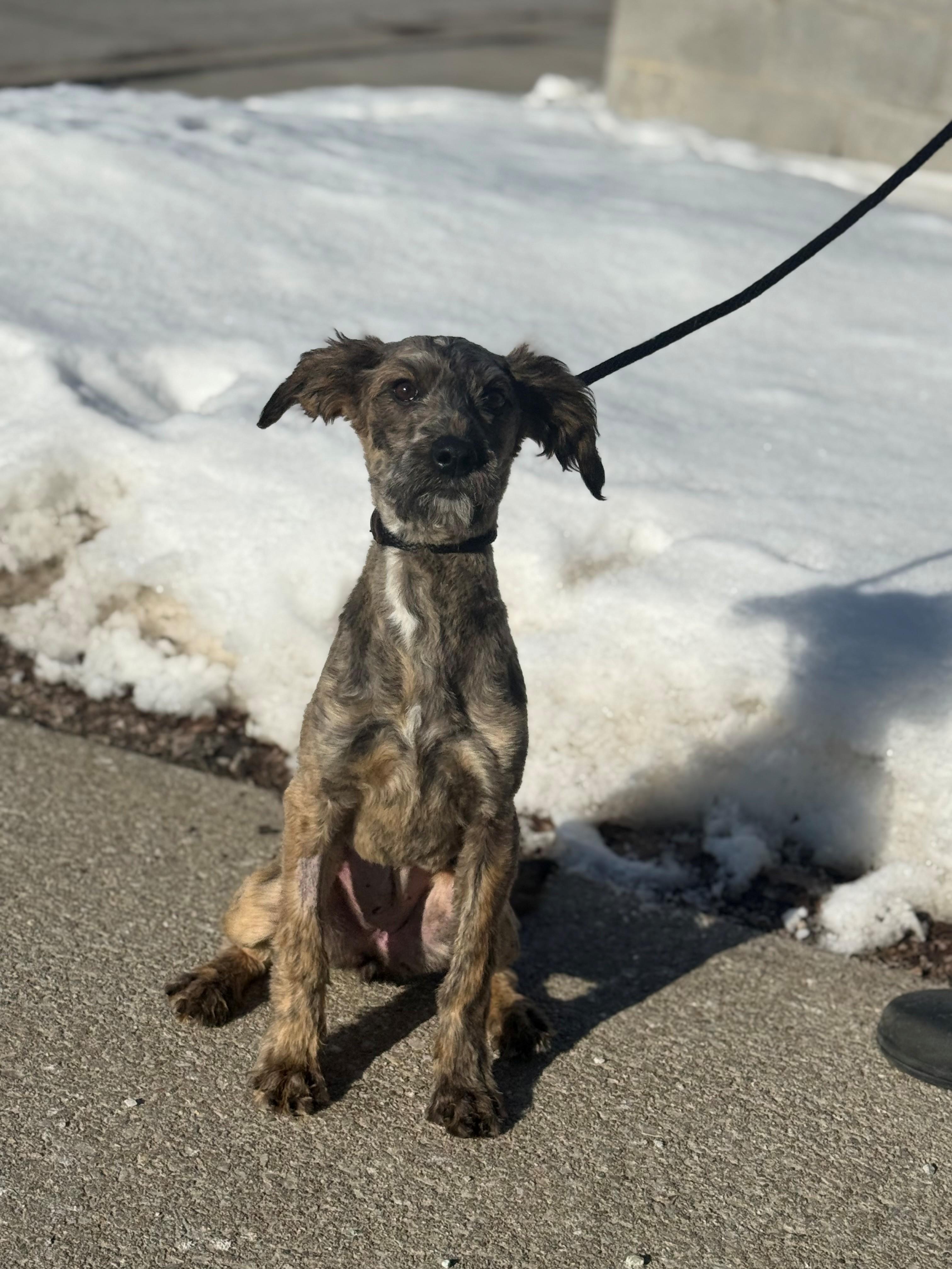 Enlarge Prairie, an adoptable mixed breed in Hamilton, ON image 1/4