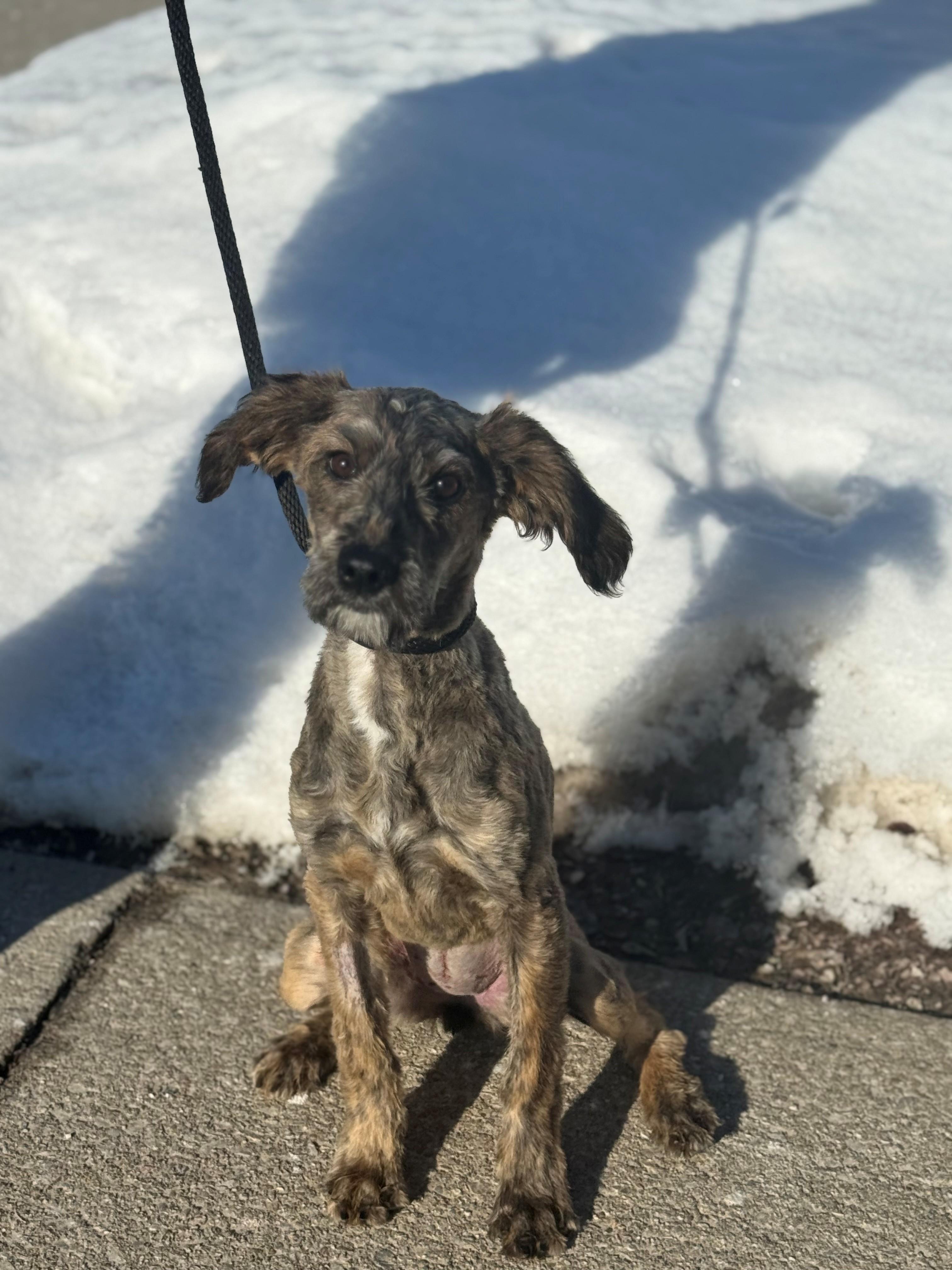 Enlarge Prairie, an adoptable mixed breed in Hamilton, ON image 2/4