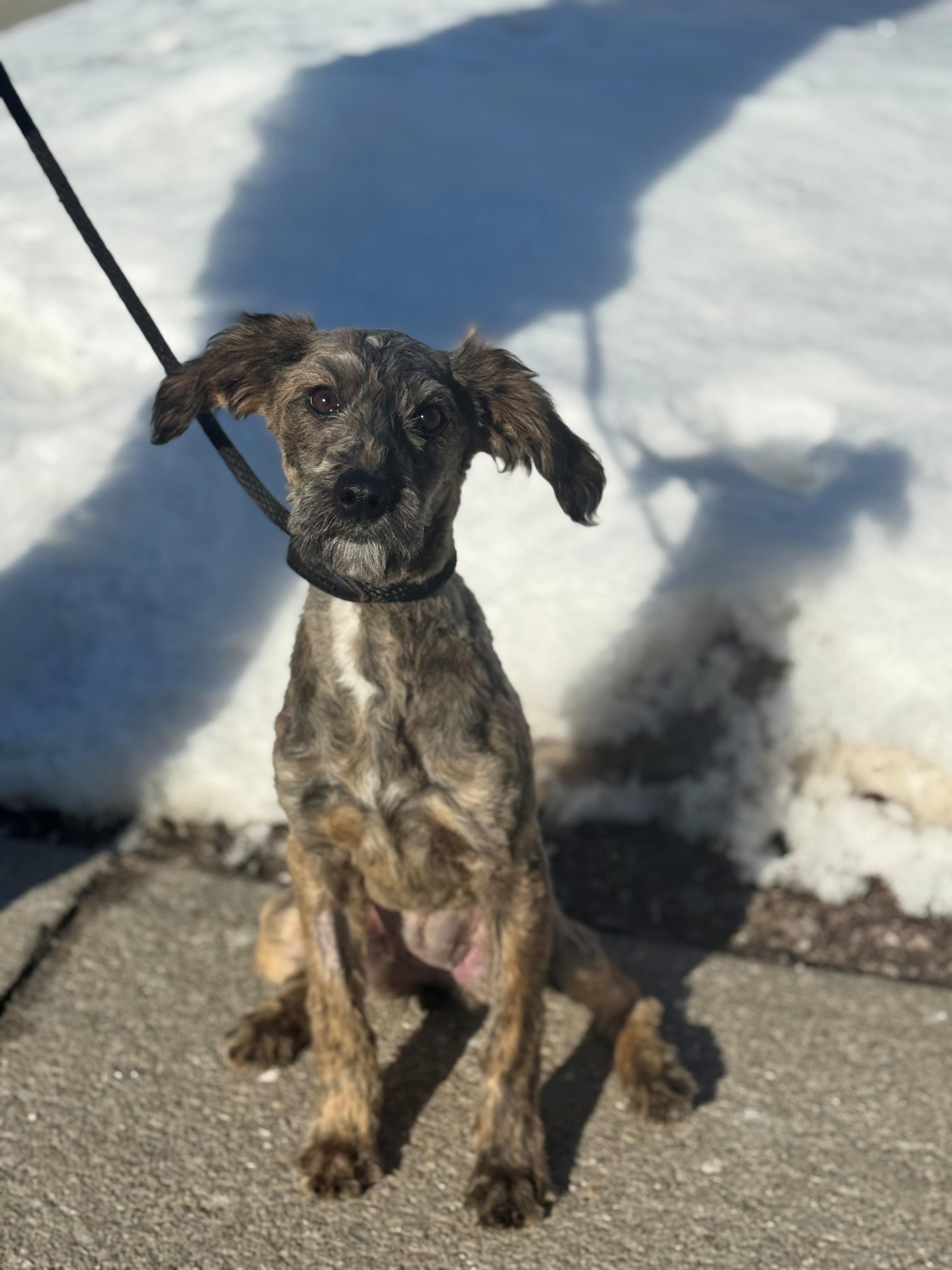 Enlarge Prairie, an adoptable mixed breed in Hamilton, ON image 3/4