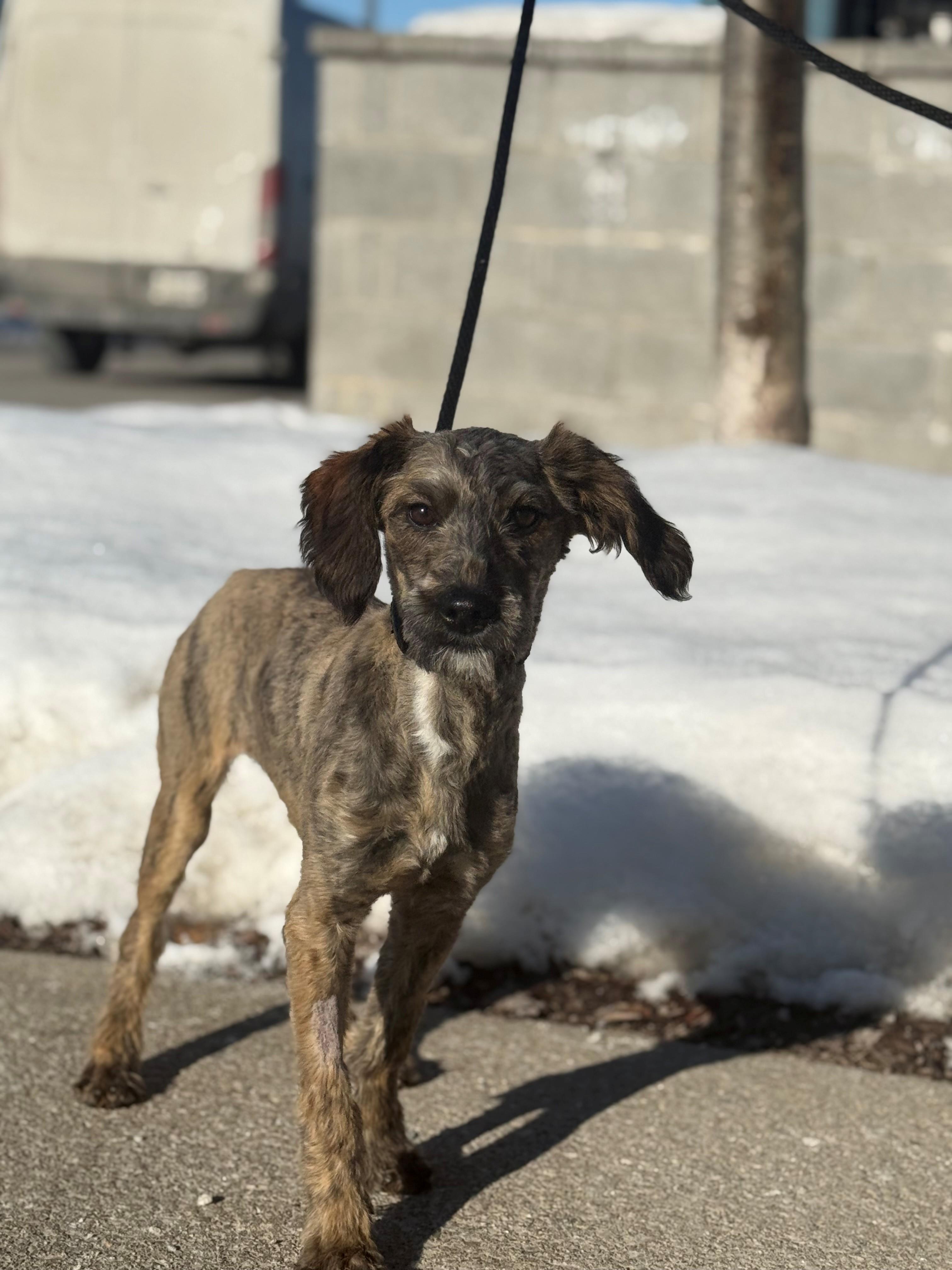 Enlarge Prairie, an adoptable mixed breed in Hamilton, ON image 4/4