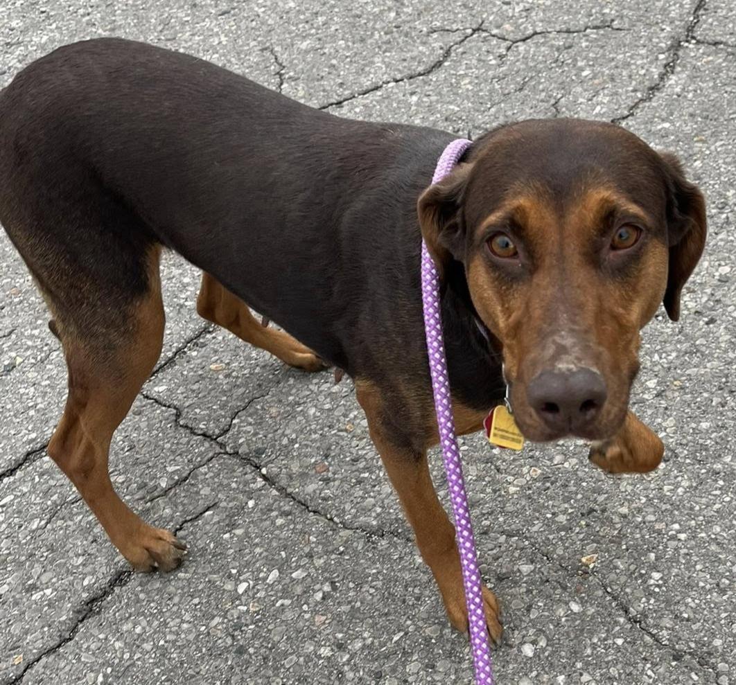 Enlarge Seraphina, a ADOPTABLE mixed breed in Lincoln, MI image 1/2