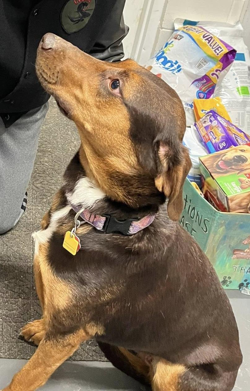 Enlarge Seraphina, a ADOPTABLE mixed breed in Lincoln, MI image 2/2