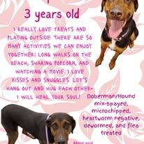 Enlarge Seraphina, a ADOPTABLE mixed breed in Lincoln, MI image 2/2