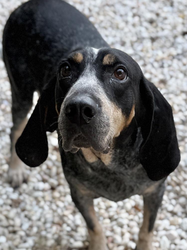 Myrtle McGillicutty, Adoptable, Adult Female Bluetick Coonhound.