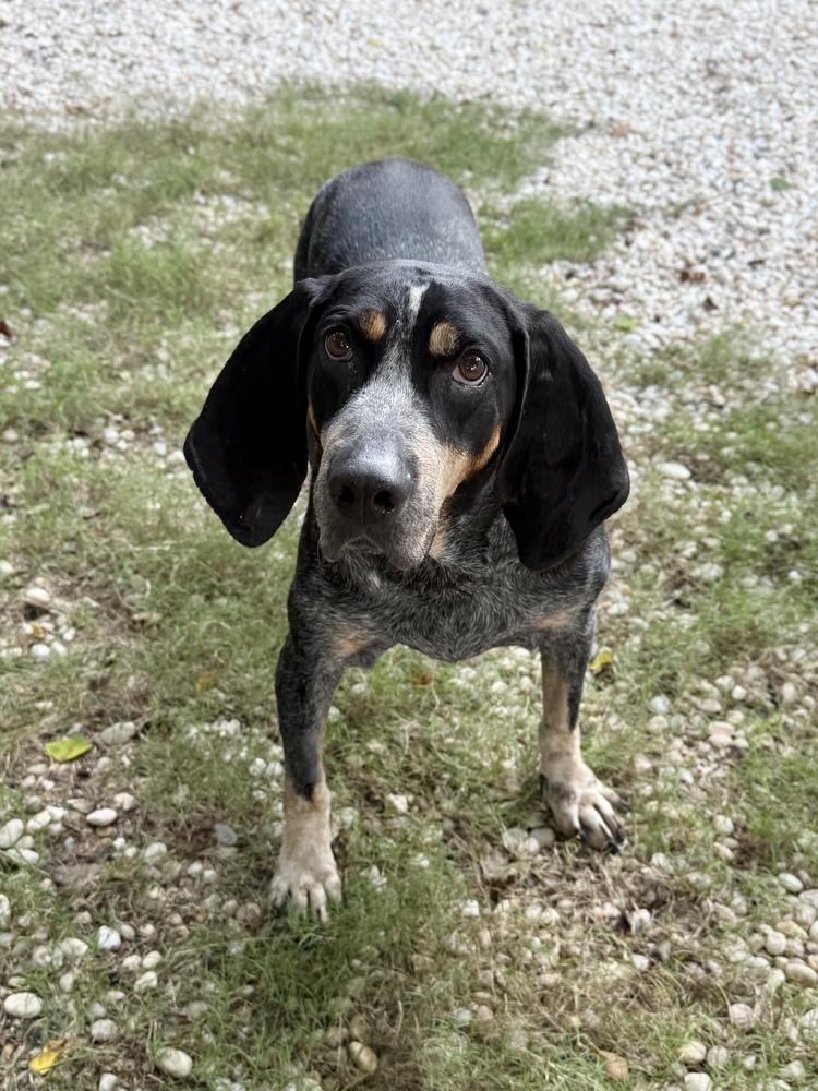 Enlarge Myrtle McGillicutty, a Adoptable Bluetick Coonhound in Charleston, SC image 2/2