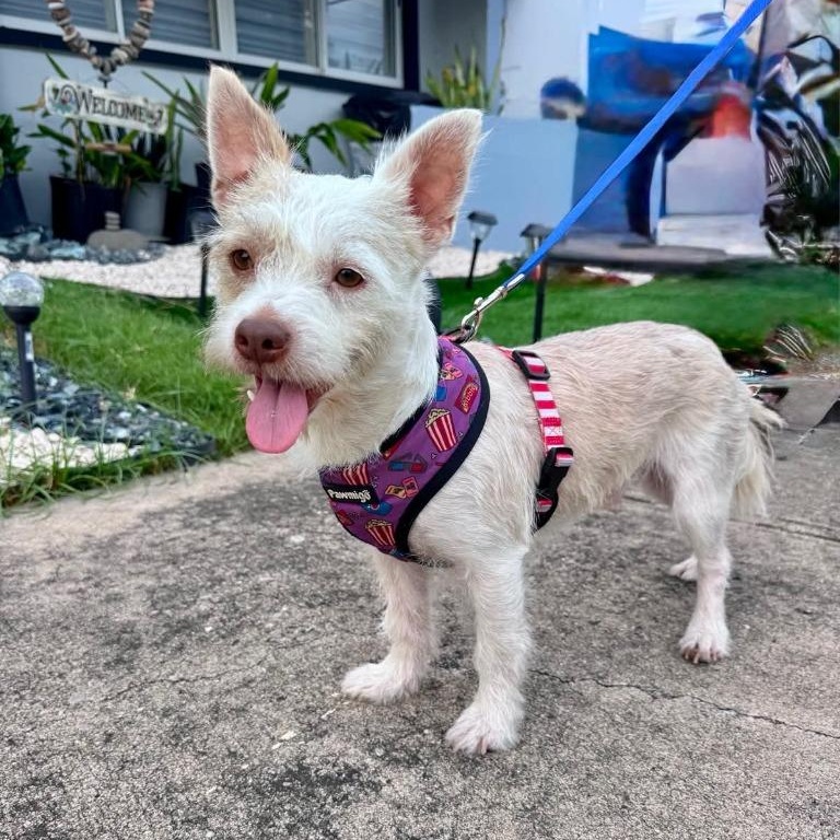 Cano, ADOPTABLE, Young Male West Highland White Terrier / Westie.