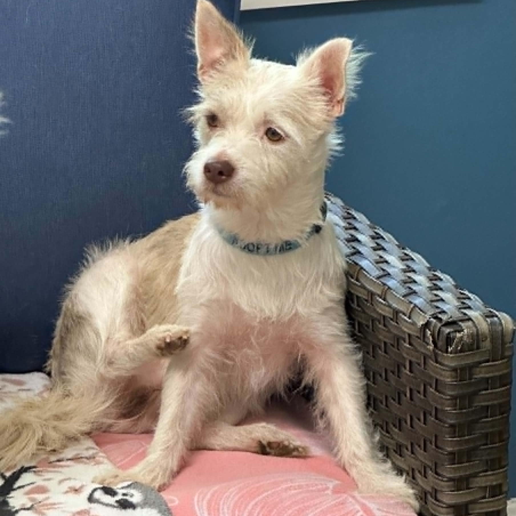 Enlarge Cano, a ADOPTABLE West Highland White Terrier / Westie in Sunderland, MD image 2/2