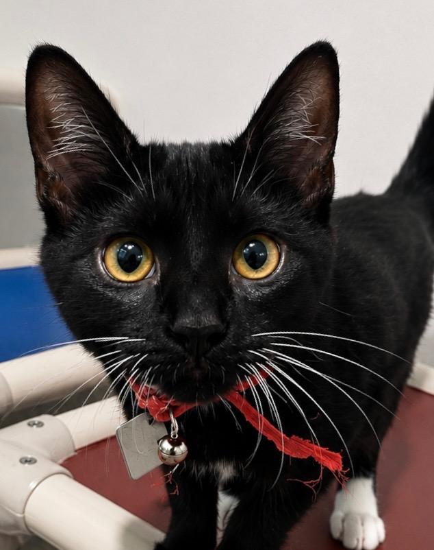 Sawyer, Adoptable, Kitten Female Domestic Short Hair.
