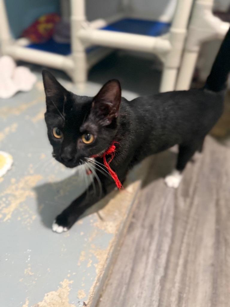 Enlarge Sawyer, a Adoptable mixed breed in Labelle, FL image 4/6