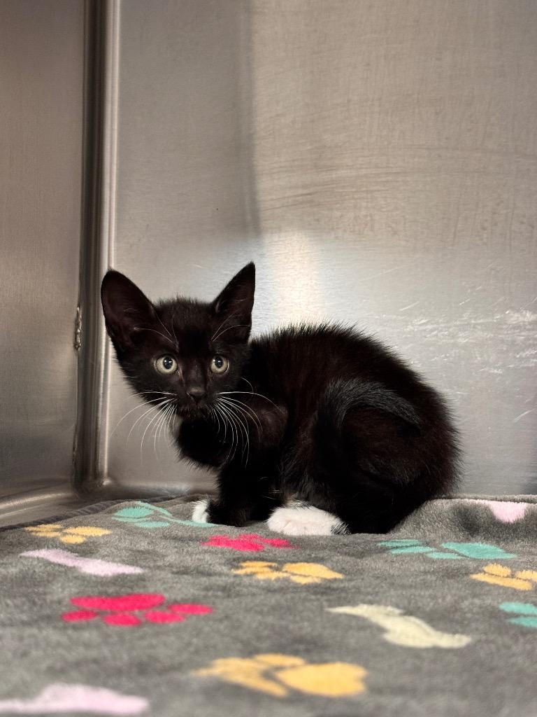 Sawyer, Adoptable, Kitten Female Domestic Short Hair.