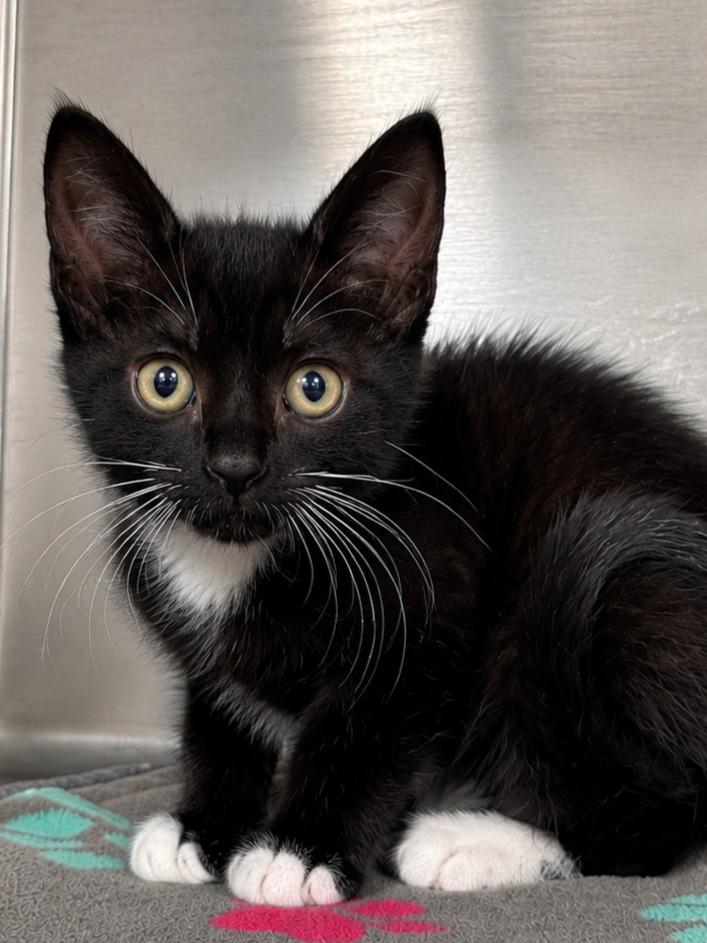 Enlarge Sawyer, a Adoptable mixed breed in Labelle, FL image 2/2