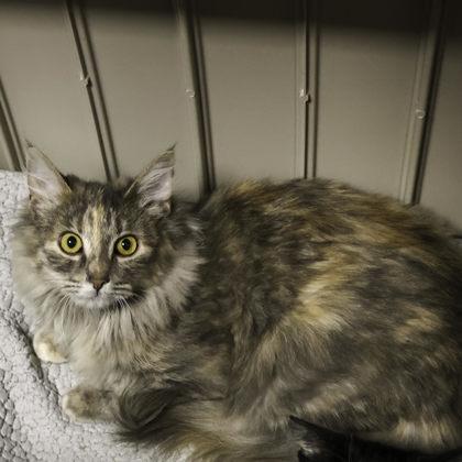 Cupcake, Adoptable, Adult Female Domestic Medium Hair & Domestic Short Hair.