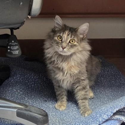 Cupcake, a Adoptable mixed breed in Madison, WI image 2/3