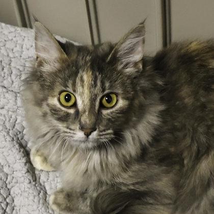 Cupcake, a Adoptable mixed breed in Madison, WI image 3/3