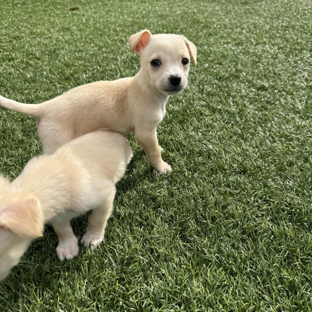 Peggy Sue, Adoptable, Puppy Female Cocker Spaniel & Terrier.