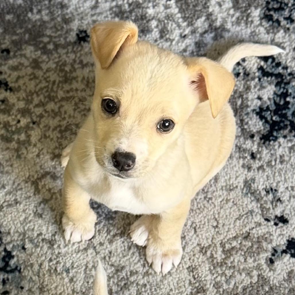 Peggy Sue, a Adoptable mixed breed in Escondido, CA image 2/3