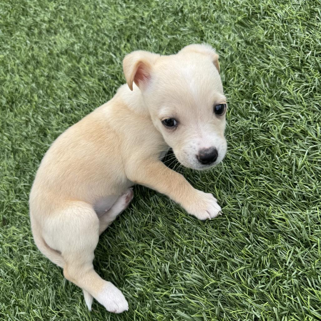 Peggy Sue, a Adoptable mixed breed in Escondido, CA image 3/3