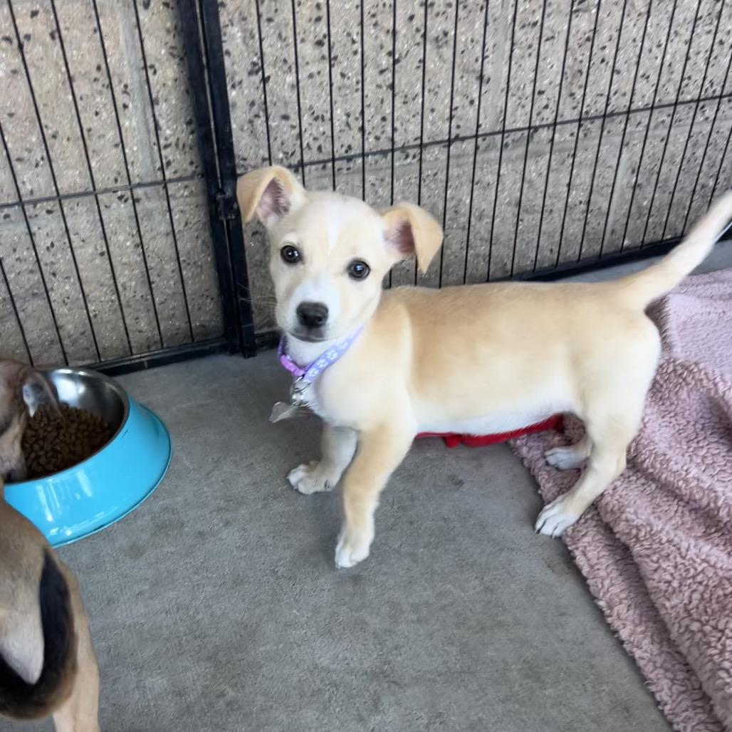 Peggy Sue thumbnail 4