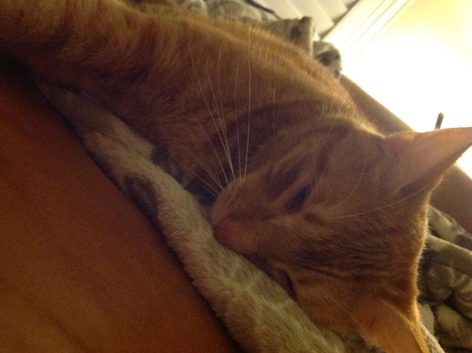 Milo, Adopted, Adult Male Domestic Short Hair.